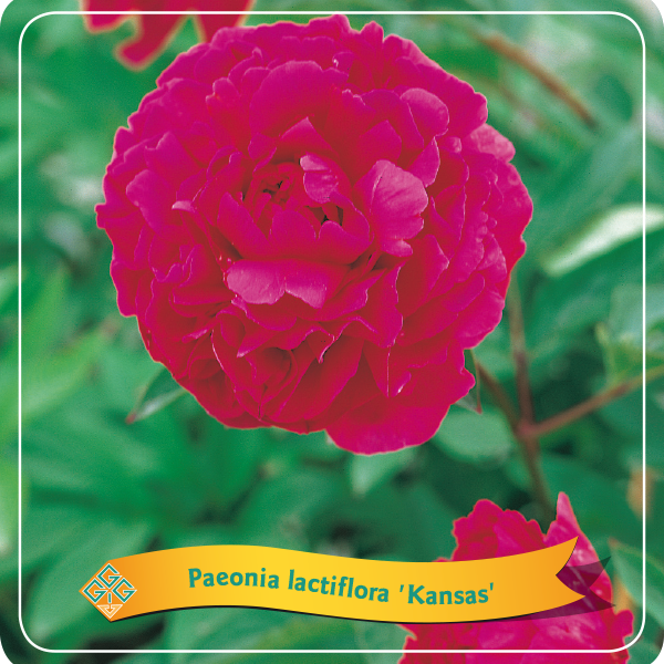 Paeonia Lactiflora 'Kansas'