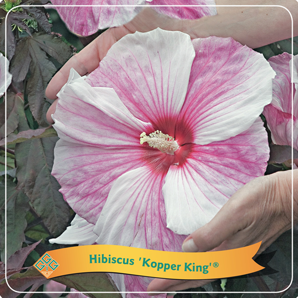 Hibiscus 'Kopper King'