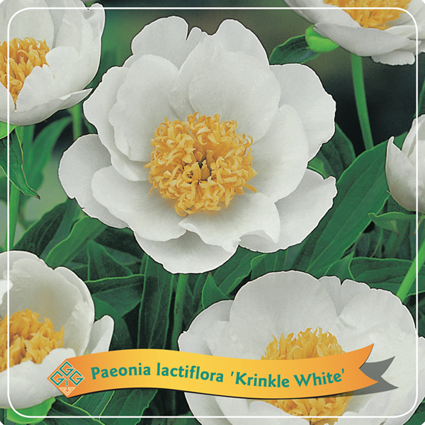 Paeonia Lactiflora 'Krinkle White'