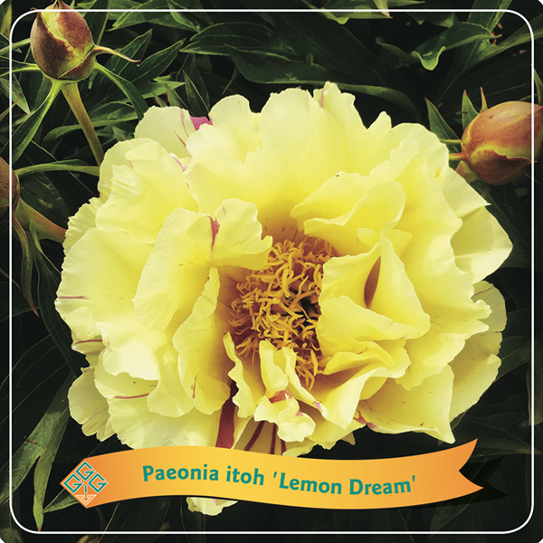 Paeonia Itoh 'Lemon Dream'