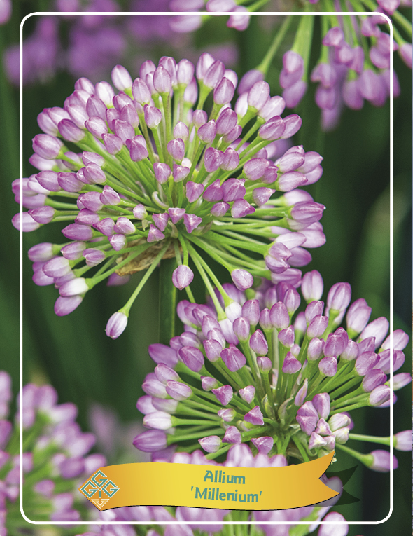 Allium 'Millenium'