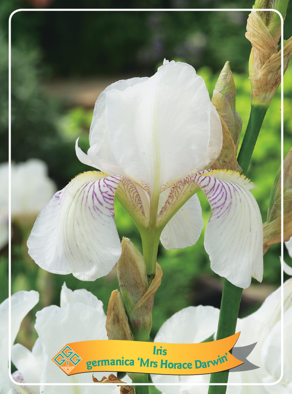 Iris Germanica 'Mrs Horace Dar'