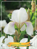 Iris Germanica 'Mrs Horace Dar'