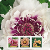 Paeonia Itoh XL Mix (3 stuks)