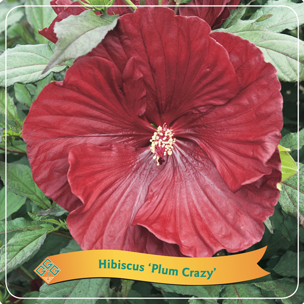 Hibiscus 'Plum Crazy'