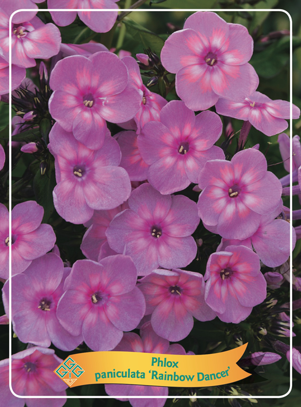 Phlox Paniculata 'Rainbow Dancer' - Goedkope tuinplanten