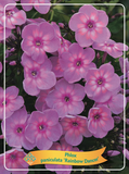 Phlox Paniculata 'Rainbow Dancer' - Goedkope tuinplanten