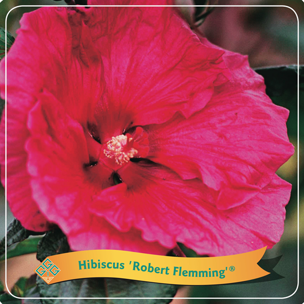 Hibiscus 'Robert Flemming'