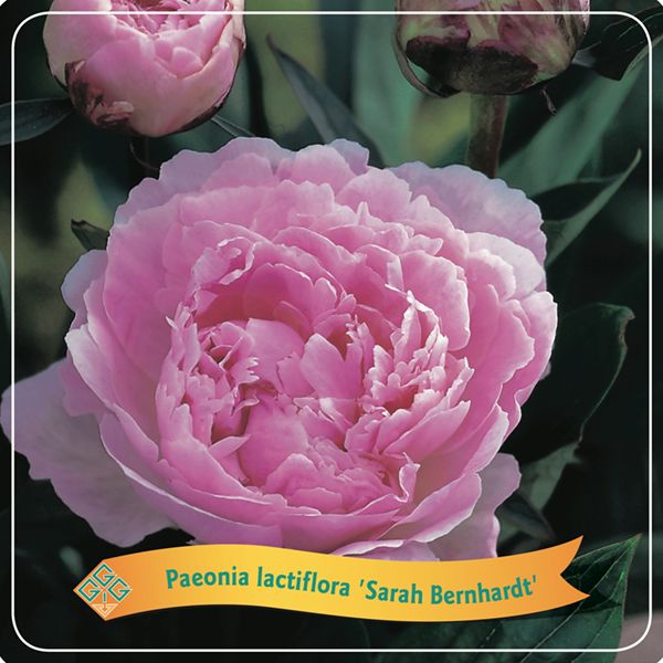 Paeonia Lactiflora 'Sarah Bernhardt'