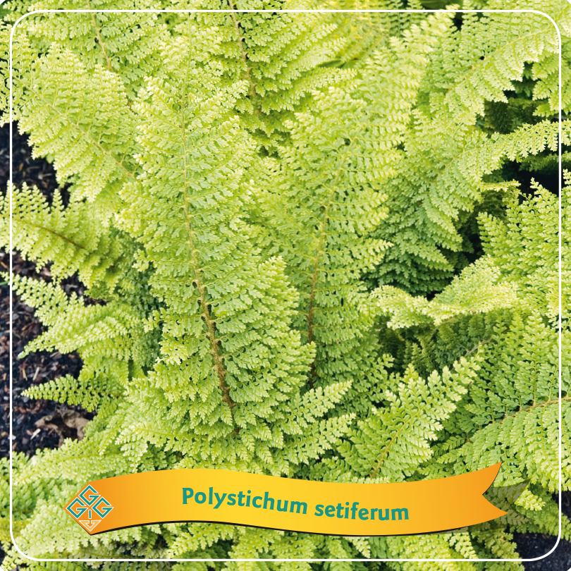 Varen Polystichum Setiferum