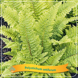 Varen Polystichum Setiferum
