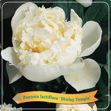 Paeonia Lactiflora 'Shirley Temple'