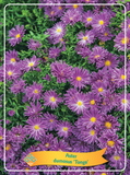 Aster 'Tonga'