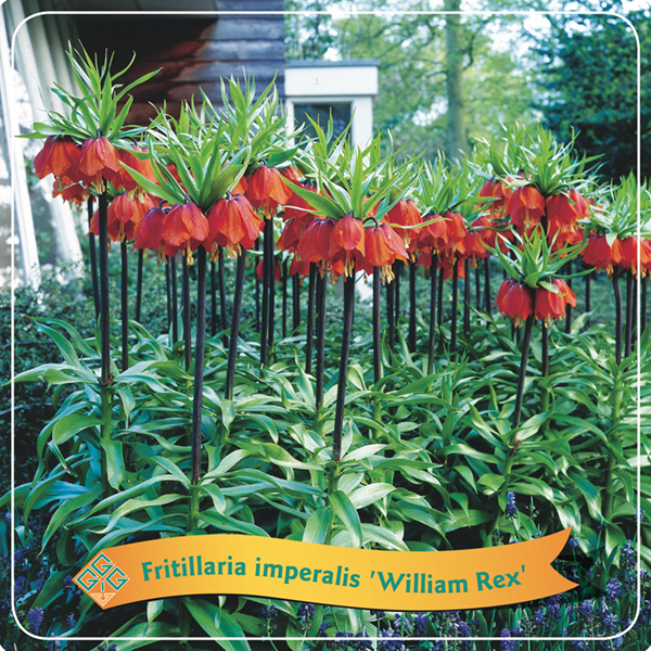 Fritillaria Imperalis 'William Rex'