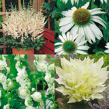 Witte Tuinplanten Mix (6 stuks)