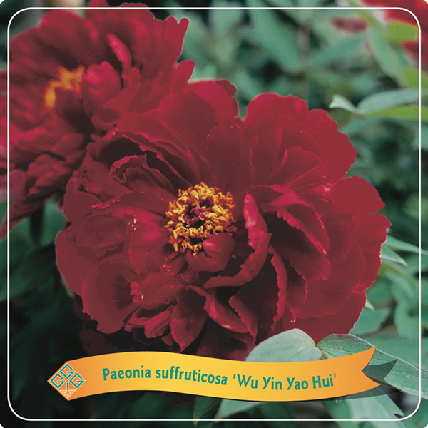 Paeonia Suffruticosa 'Wu Jin Yao Hui'