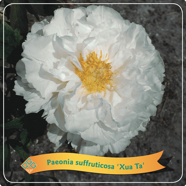 Paeonia Suffruticosa 'Xue Ta'