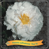 Paeonia Suffruticosa 'Xue Ta'