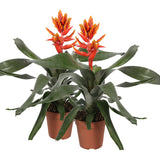 Bromelia Aechmea Pepita Elegant Flames Double