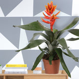 Bromelia Aechmea Pepita Elegant Flames Double
