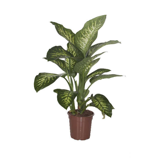 Dieffenbachia Seguine 'Tropic Snow'