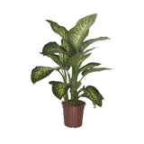 Dieffenbachia Seguine 'Tropic Snow'
