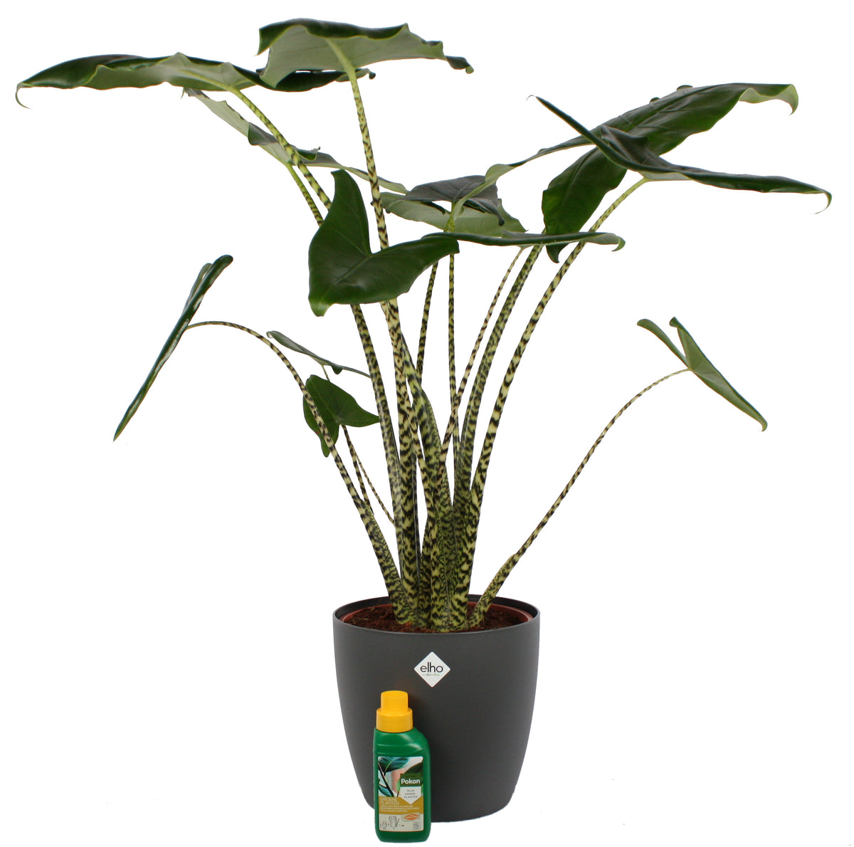 Alocasia Zebrina Met Elho Sierpot En Pokon