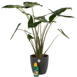 Alocasia Zebrina Met Elho Sierpot En Pokon