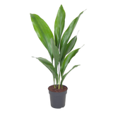 Kwartjesplant (Aspidistra)