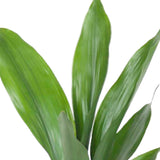 Kwartjesplant (Aspidistra)