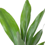 Kwartjesplant (Aspidistra)