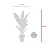 Kwartjesplant (Aspidistra)