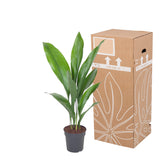 Kwartjesplant (Aspidistra)
