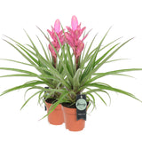Bromelia Tillandsia Antonio Double