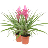 Bromelia Tillandsia Antonio Double