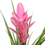 Bromelia Tillandsia Antonio Double