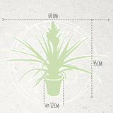 Bromelia Tillandsia Antonio Double