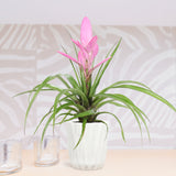 Bromelia Tillandsia Antonio Double