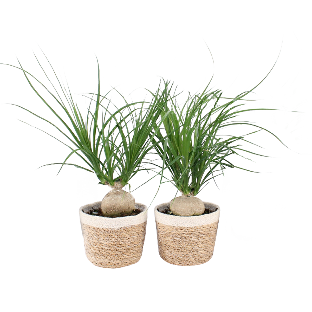 Beaucarnea Nolina In Noah Korb