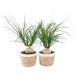 Beaucarnea Nolina In Noah Korb