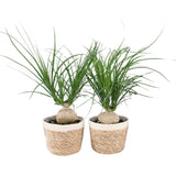 Beaucarnea Nolina In Noah Korb