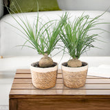 Beaucarnea Nolina In Noah Korb
