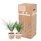 Beaucarnea Nolina In Noah Korb