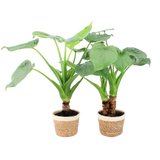 Alocasia Cucullata Op Stam In Noah Korb