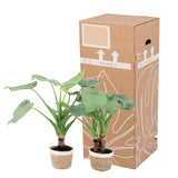 Alocasia Cucullata Op Stam In Noah Korb