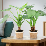 Alocasia Cucullata Op Stam In Noah Korb