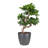 Ficus Gin Seng Bonsai Met Elho Brussels Round 30Cm Pot Antracite
