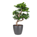 Ficus Gin Seng Bonsai Met Elho Brussels Round 30Cm Pot Antracite