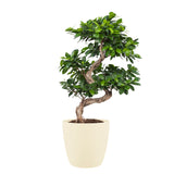 Ficus Gin Seng Bonsai Met Elho Brussels Round Pot Soap