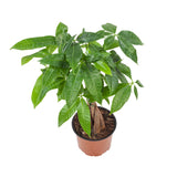 Pachira Aquatica